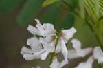 Carolina vetch